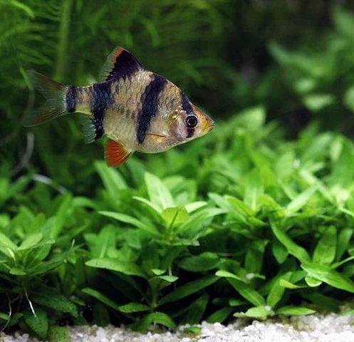 Unterwasser-Landschaft Holland-Aquarium Für Ein 400 Liter Aquarium – Bild 6