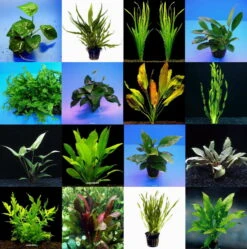 5 Topf Barschsortiment Malawi - Hochwertiges Und Robustes Set