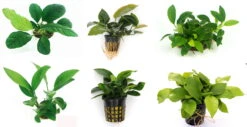 Anubias Sextett: 6x Anubias-Töpfe = Barteri + Nana + Petite + Golden + Coffeefolia + Congensis, Barschfeste Wasserpflanzen