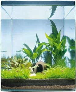 Java Paradise 20 Liter - Pflanzenlandschaft Für Einen 20 Liter Nano Cube