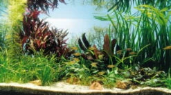 Kupfer Salmler - Pflanzenlandschaft Für Ein 160-200 Liter Aquarium