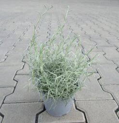 Italienische Strohblume / Helichrysum Italicum Im 12 Cm Topf