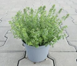 Zitronen-Thymian / Thymus X Citriodorus 'Aureus' Im 12 Cm Topf