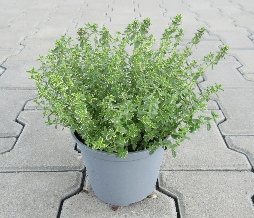 Zitronen-Thymian / Thymus X Citriodorus 'Aureus' Im 12 Cm Topf