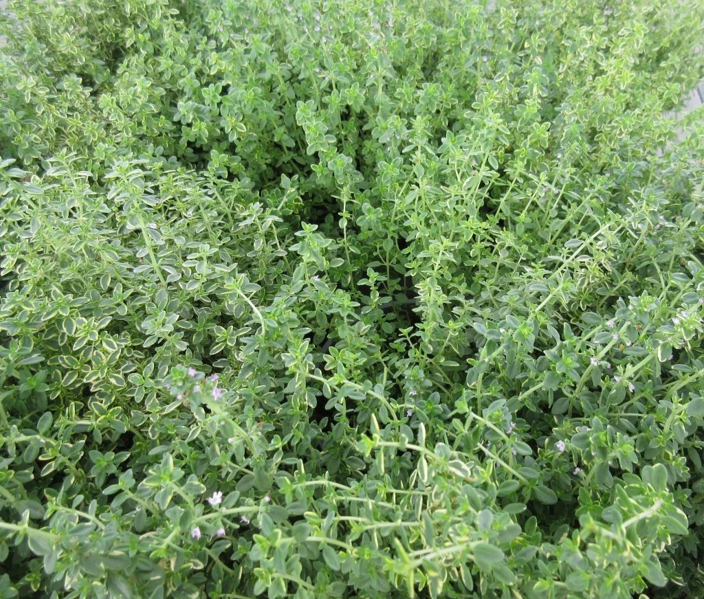 Zitronen-Thymian / Thymus X Citriodorus 'Aureus' Im 12 Cm Topf – Bild 2