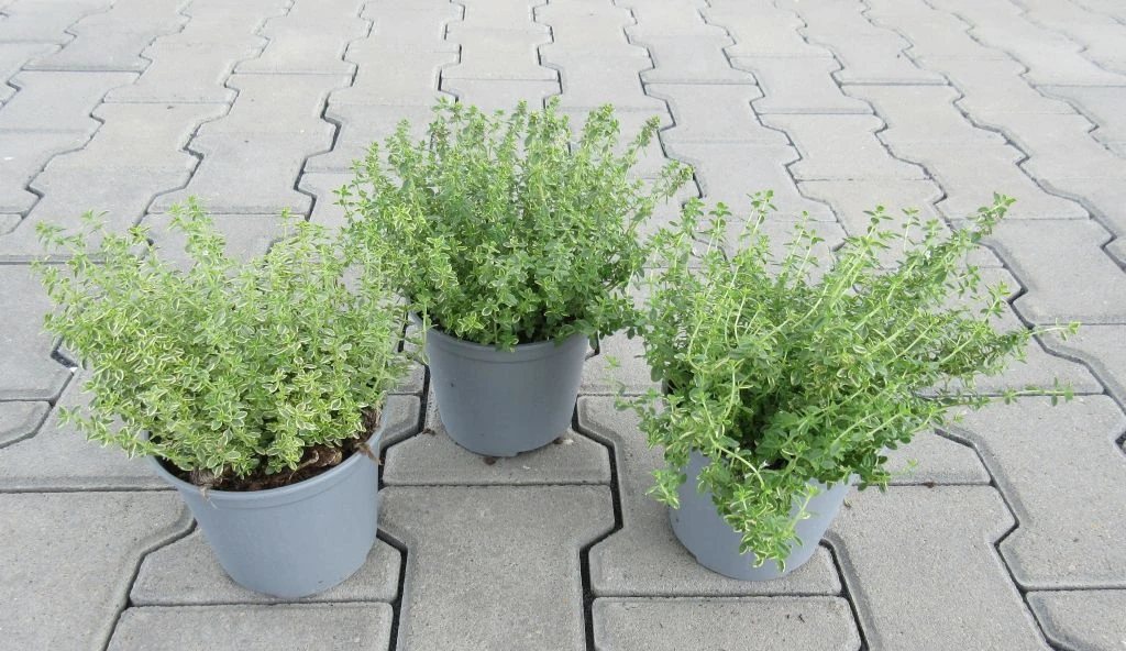 Zitronen-Thymian / Thymus X Citriodorus 'Aureus' Im 12 Cm Topf – Bild 3