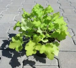 Purpurglöckchen ´Lime Marmalade´ / Heuchera ´Lime Marmalade´ Im 12 Cm Topf