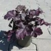 Purpurglöckchen ´Mulberry´/ Heuchera ´Mulberry´ Im 12 Cm Topf