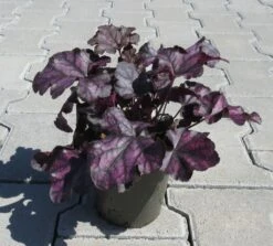 Purpurglöckchen ´Mulberry´/ Heuchera ´Mulberry´ Im 12 Cm Topf