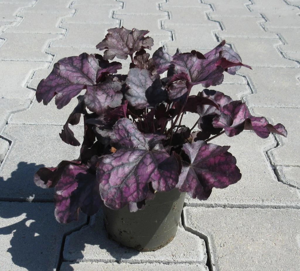 Purpurglöckchen ´Mulberry´/ Heuchera ´Mulberry´ Im 12 Cm Topf