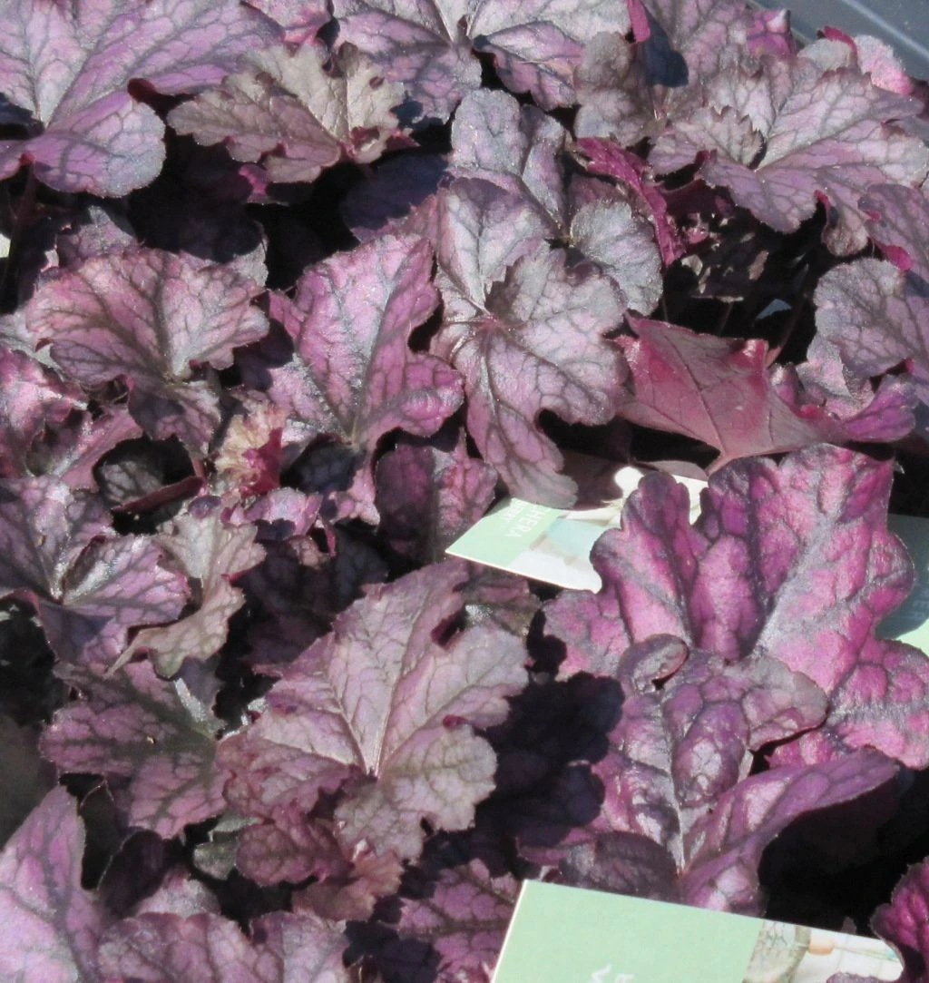 Purpurglöckchen ´Mulberry´/ Heuchera ´Mulberry´ Im 12 Cm Topf – Bild 2