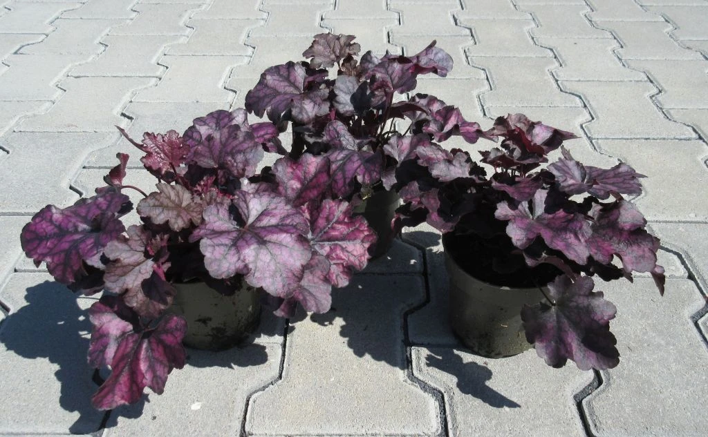 Purpurglöckchen ´Mulberry´/ Heuchera ´Mulberry´ Im 12 Cm Topf – Bild 3