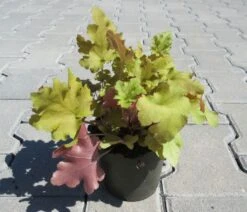 Purpurglöckchen ´Marmalade´ / Heuchera ´Marmalade´ Im 12 Cm Topf