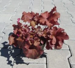 Purpurglöckchen ´Boysenberry´ / Heuchera ´Boysenberry´ Im 12 Cm Topf