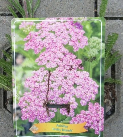 Achillea Millefolium `Pretty Belinda` Im 11 Cm Topf