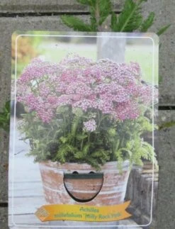 Achillea Millefolium `Milly Rock Pink` Im 11 Cm Topf