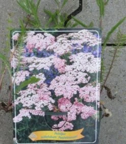 Achillea Millefolium `Appleblossom` Im 11 Cm Topf