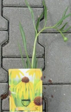 Echinacea Paradoxa Im 11 Cm Topf