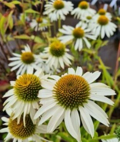 Echinacea Purpurea "White" Im 11 Cm Topf