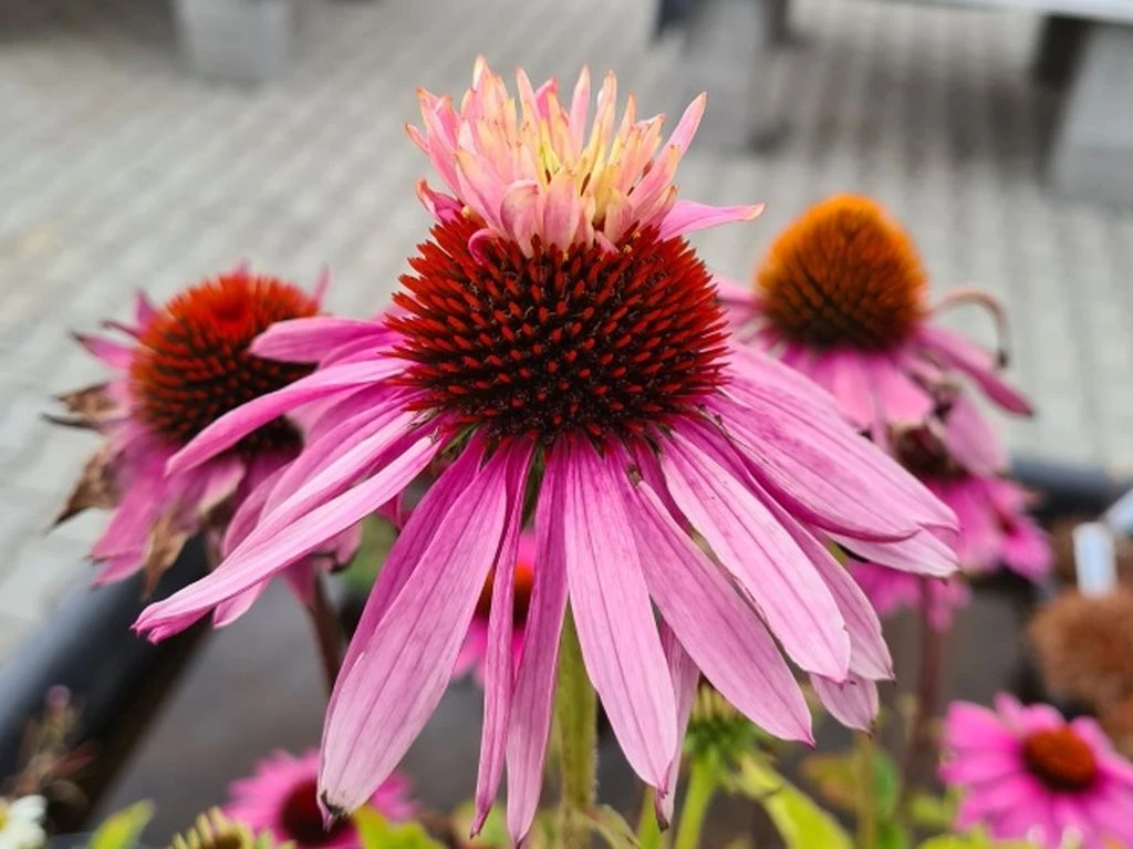 Echinacea Purpurea "Double Decker" Im 11 Cm Topf
