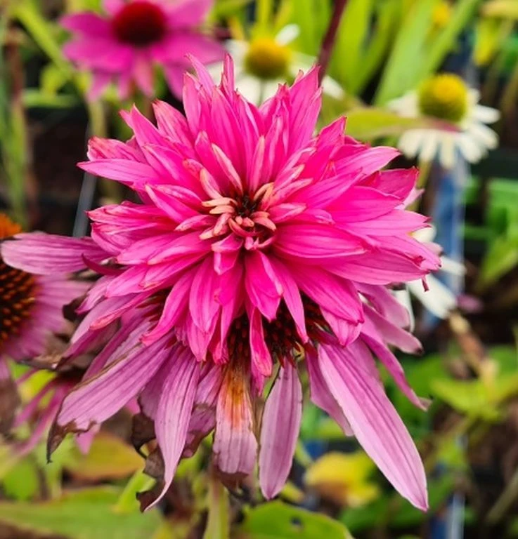 Echinacea Purpurea "Double Decker" Im 11 Cm Topf – Bild 2