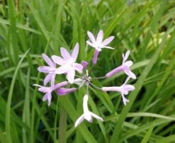 Südseeknoblauch / Tulbaghia Violacea Im 9 Cm Topf