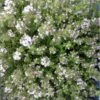 Feld-Thymian / Thymus Serpyllum Im 12 Cm Topf