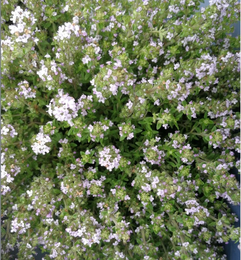 Feld-Thymian / Thymus Serpyllum Im 12 Cm Topf