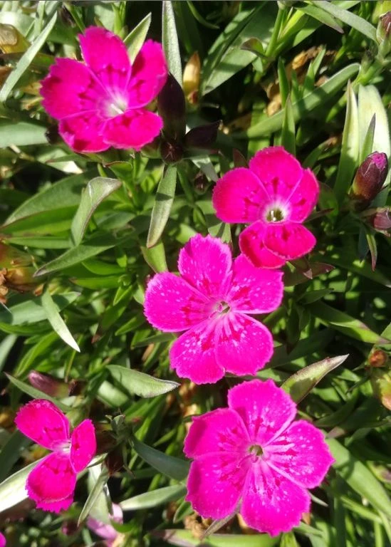 Heidenelke / Dianthus Deltoides Im 13 Cm Topf