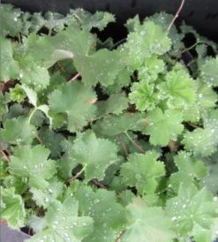Gewöhnlicher Frauenmantel / Alchemilla Xanthochlora Im 13 Cm Topf
