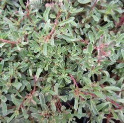 Tricolor Teppichsedum / Sedum Spurium Tricolor Im 13 Cm Topf