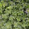 Silver Queen Thymian / Thymus X Citriodorus 'Silver Queen' Im 12 Cm Topf