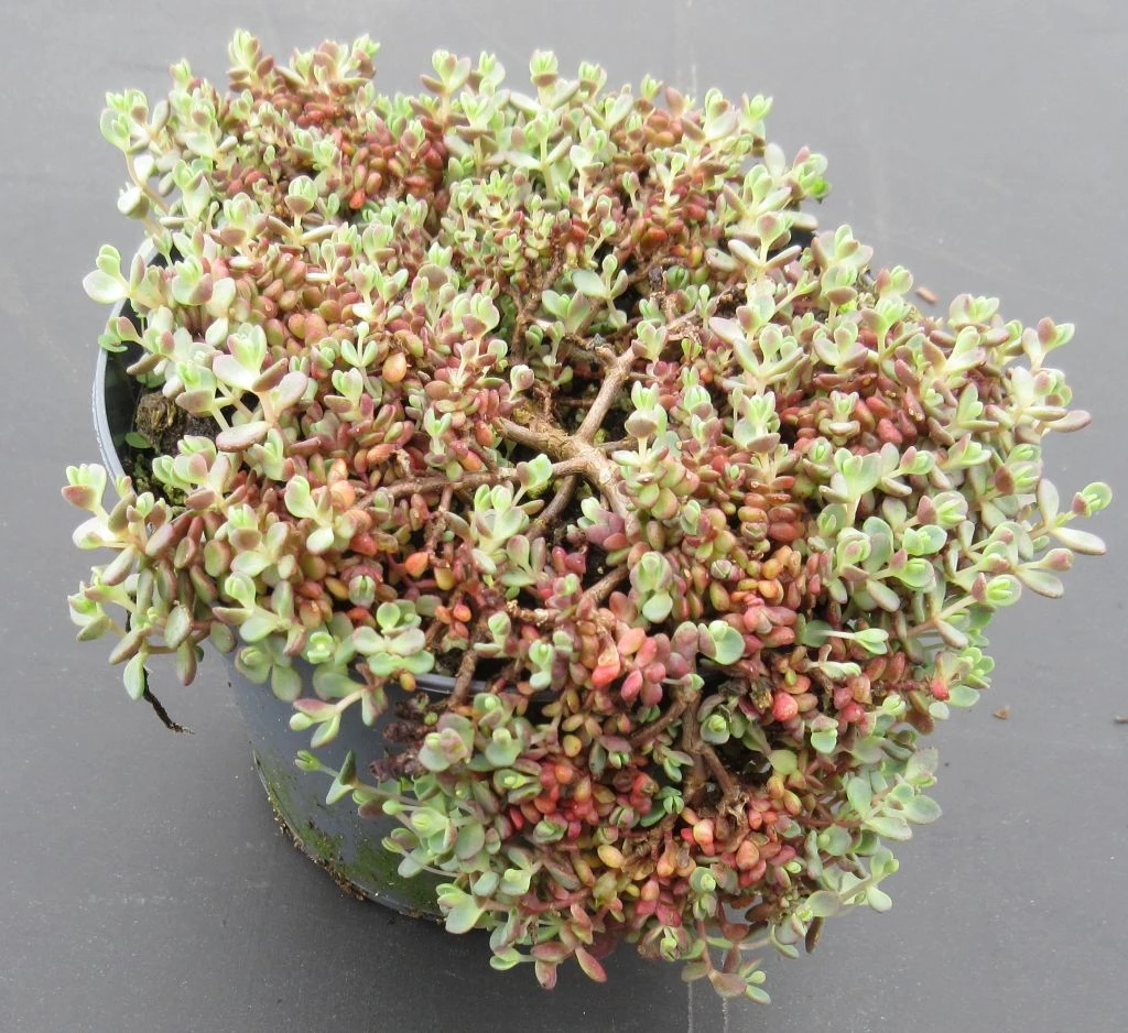 Teppich Fettblatt / Sedum Im 13 Cm Topf
