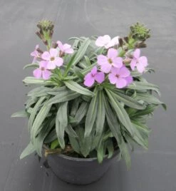 Schöterich "Bowles Mauve" / Erysimum Linifolium "Bowles Mauve" Im 13 Cm Topf