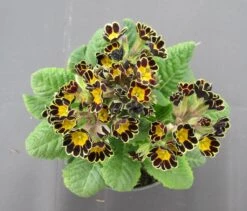 Garten-Schlüsselblume 'Mister Gold Lace' / Primula Elatior 'Mister Gold Lace' Im 13 Cm Topf