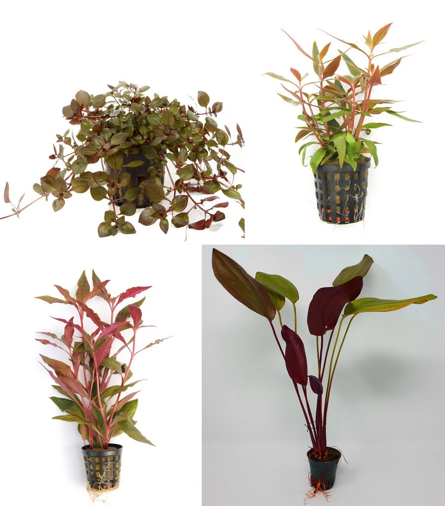 4 Töpfe Schöne Rote Wasserpflanzen - Aquariumpflanzen Set – Bild 2