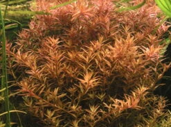 1-2 GROW! Kleine Rotala / Rotala Indica - Rotundifolia Von TROPICA