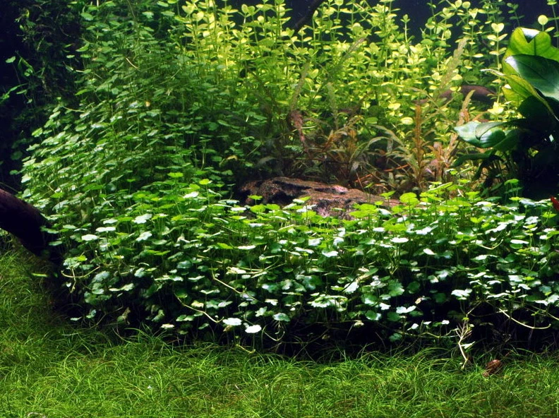 Kleinblättriger Wassernabel / Hydrocotyle Sibthorpioides - Maritima – Bild 2