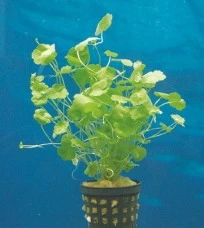 Kleinblättriger Wassernabel / Hydrocotyle Sibthorpioides - Maritima – Bild 3