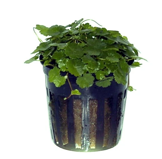 Kleinblättriger Wassernabel / Hydrocotyle Sibthorpioides - Maritima – Bild 4