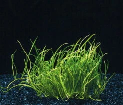 Mauritius-Graspflanze / Lilaeopsis Mauritiana Im Topf