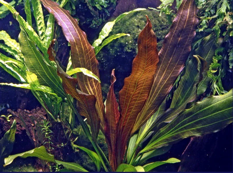 Rubinrote Schwertpflanze / Echinodorus 'Rubin'