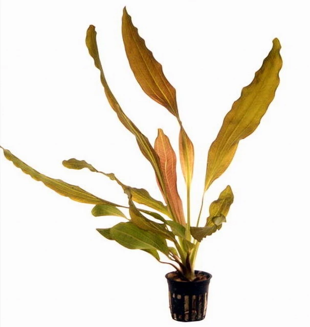 Rubinrote Schwertpflanze / Echinodorus 'Rubin' – Bild 2