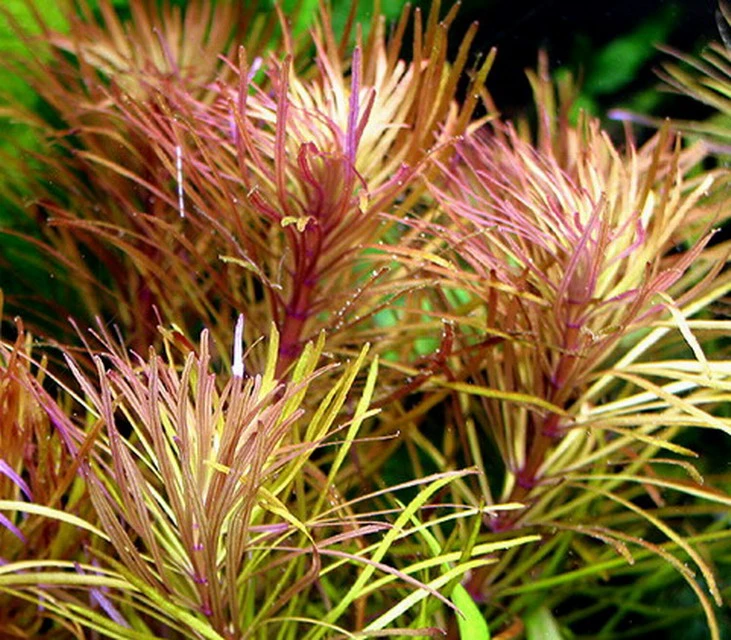 Quirlblättrige Sternpflanze / Pogostemon Stellatus (Eusteralis Stellata) Im Topf