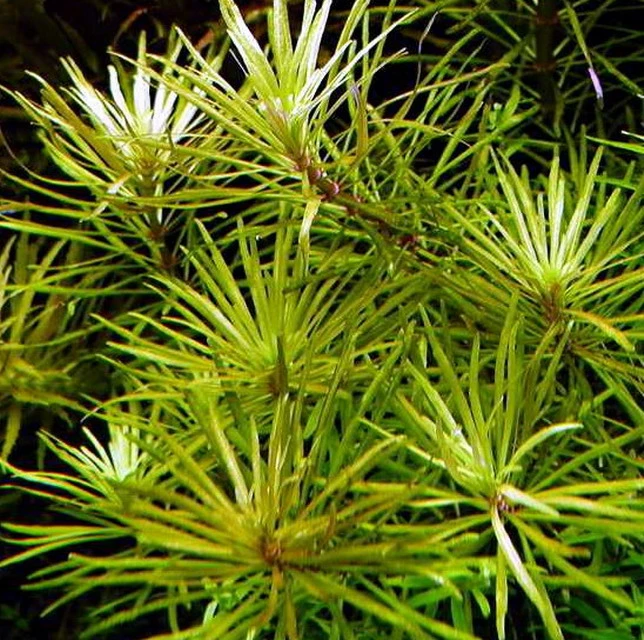 Quirlblättrige Sternpflanze / Pogostemon Stellatus (Eusteralis Stellata) Im Topf – Bild 2