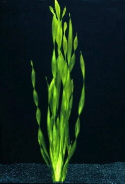 Große Wasserschraube / Vallisneria Americana - Asiatica Im Topf