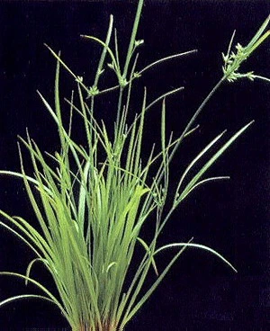 Helfers Zyperngras / Cyperus Helferi Im Topf – Bild 2