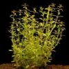 Schmalblättrige Ludwigie / Ludwigia Arcuata Im Topf