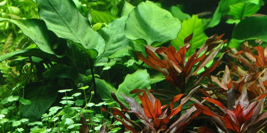 MUTTERPFLANZE Anubias Barteri Var. Caladiifolia "1705" / Breitblättriges, Langstieliges Speerblatt – Bild 2