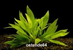 Breitblättrige Zwergamazonas / Echinodorus Quadricostatus - Magdalenensis Im Topf